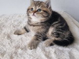 Chaton british shortair silver et golden
