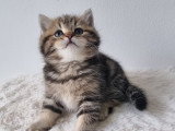 Chaton british shortair silver et golden