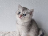 Chaton british shortair silver et golden