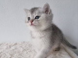 Chaton british shortair silver et golden
