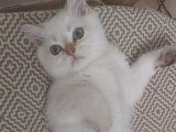 Chatons British/Scottish Shorthair à vendre