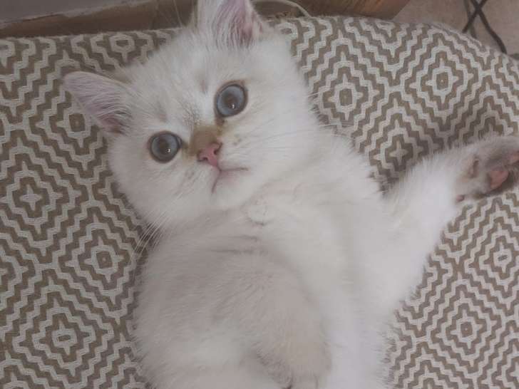 Chatons British/Scottish Shorthair à vendre