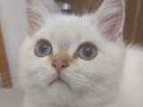 Chatons British/Scottish Shorthair à vendre