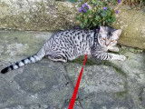 Jeune chat mâle Cheetoh (Bengal croisé Ocicat) à vendre