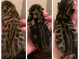 Chatons Bengal LOOF à vendre