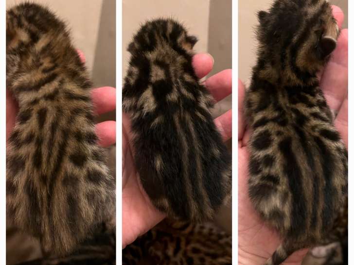 Chatons Bengal LOOF à vendre