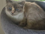 Chat adulte de race Sacré de Birmanie à vendre