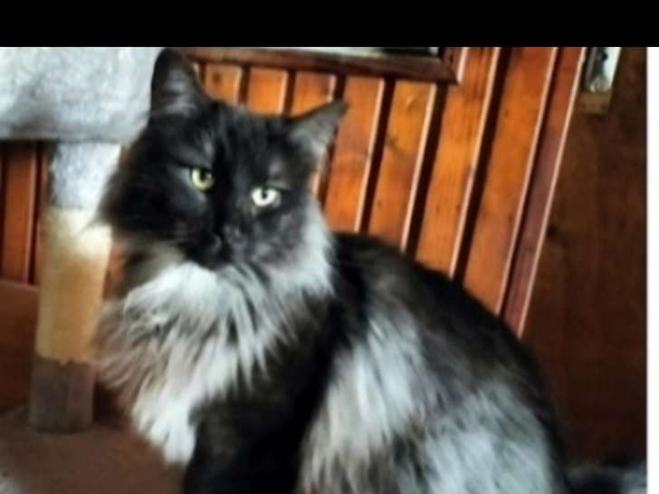 Magnifiques chatons Norvégien
