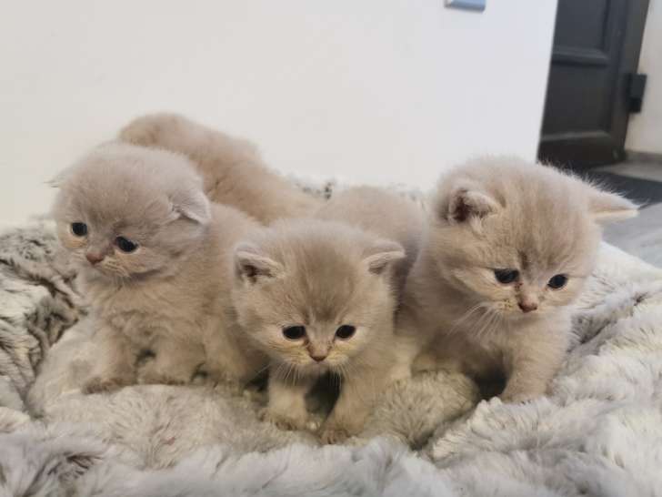 Chatons Scottish Fold et Scottish Straight