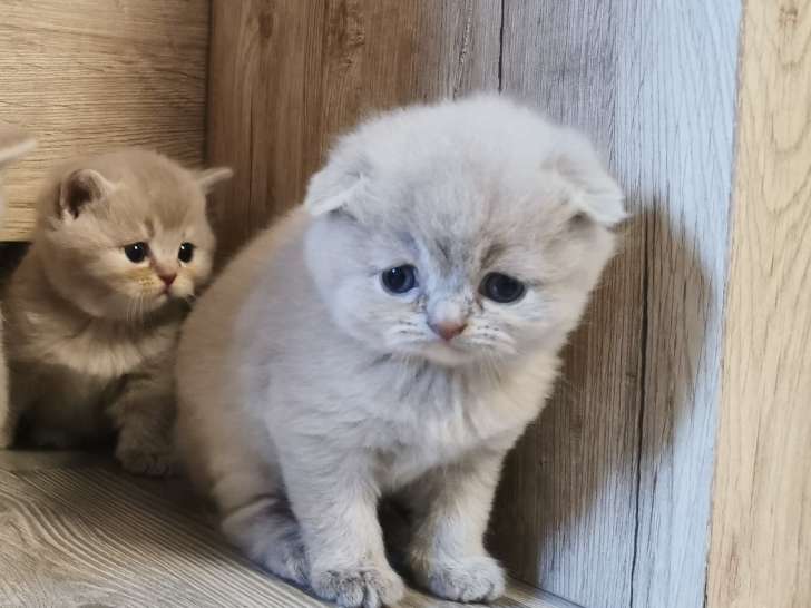 Chatons Scottish Fold et Scottish Straight