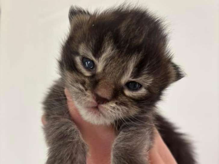 Chatons Maine Coon mâle et femelles à vendre