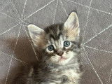Superbe Chaton Maine coon mâle
