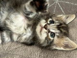 Superbe Chaton Maine coon mâle