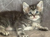 Superbe Chaton Maine coon mâle