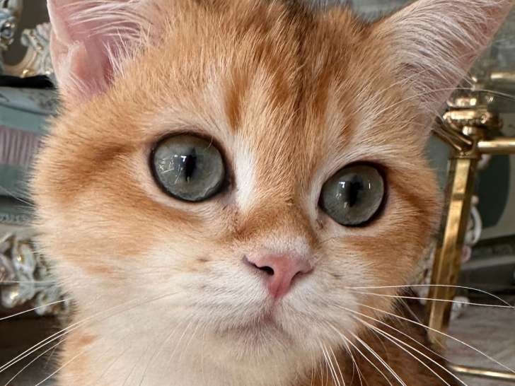 Chaton de race British Shorthair mâle à vendre