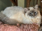 Superbe mâle Sacré de Birmanie LOOF disponible pour saillie
