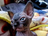 Chatons Sphynx LOOF à vendre