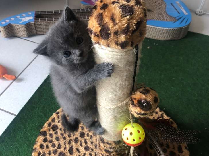 Chaton mâle Charteux à vendre