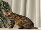 Femelle Bengal LOOF à vendre