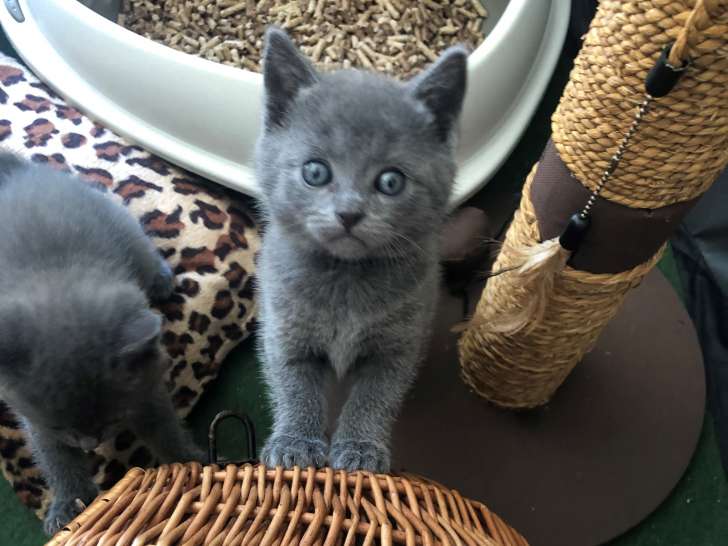 Chaton Chartreux LOOF à vendre