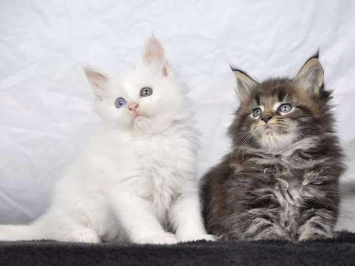 Adorables chatons Maine Coon LOOF à vendre