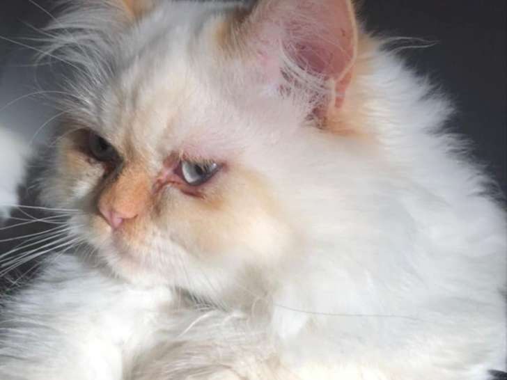 Chatons Ragdoll à vendre