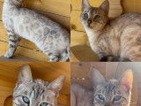 Chatons Bengal LOOF & Snow / Silver & Prestigieuses origines & qualité expo