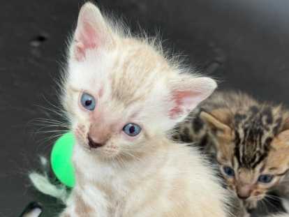 Chatons Bengal LOOF & Snow / Silver & Prestigieuses origines & qualité expo