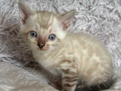Chatons Bengal LOOF & Snow / Silver & Prestigieuses origines & qualité expo
