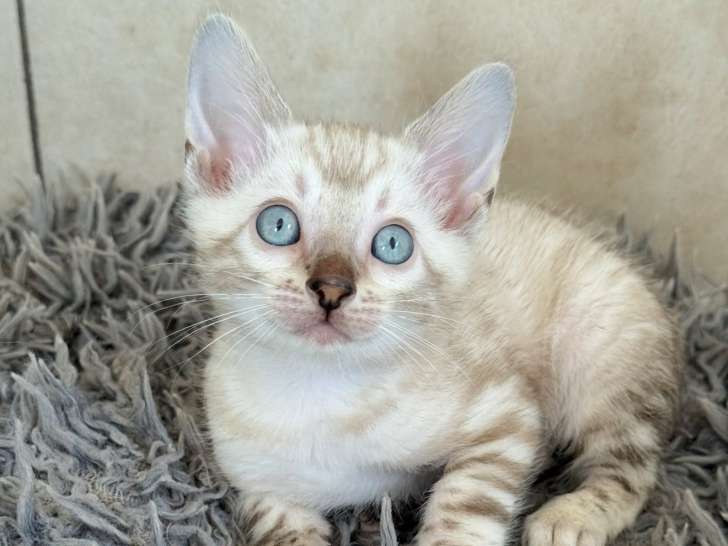 Chatons Bengal LOOF & Snow / Silver & Prestigieuses origines & qualité expo