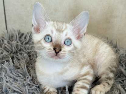 Chatons Bengal LOOF & Snow / Silver & Prestigieuses origines & qualité expo