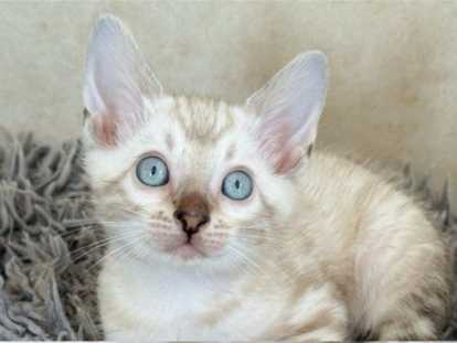 Chatons Bengal LOOF & Snow / Silver & Prestigieuses origines & qualité expo