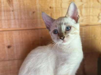 Chatons Bengal LOOF & Snow / Silver & Prestigieuses origines & qualité expo