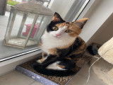 Praline, chatte adulte à vendre