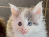 Chatons Maine Coon, polydactyles ou non, à vendre