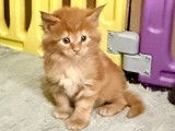 Chatons Maine Coon, polydactyles ou non, à vendre
