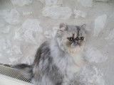 À vendre, 1 chaton femelle Persan LOOF