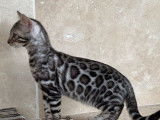4 chatons Bengal mâles à réserver (LOOF)