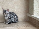 4 chatons Bengal mâles à réserver (LOOF)