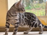 4 chatons Bengal mâles à réserver (LOOF)