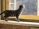 4 chatons Bengal mâles à réserver (LOOF)