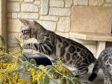 4 chatons Bengal mâles à réserver (LOOF)