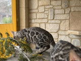 4 chatons Bengal mâles à réserver (LOOF)