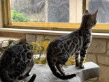 4 chatons Bengal mâles à réserver (LOOF)