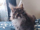 1 chaton Maine Coon mâle à vendre (LOOF)