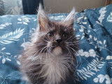 1 chaton Maine Coon mâle à vendre (LOOF)