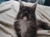 1 chaton Maine Coon mâle à vendre (LOOF)