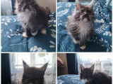 1 chaton Maine Coon mâle à vendre (LOOF)