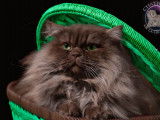 Chat British Longhair LOOF chocolat smoke pour saillie