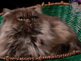 Chat British Longhair LOOF chocolat smoke pour saillie